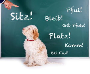 Hund lernt "Sitz" Hund lernt "Sitz"