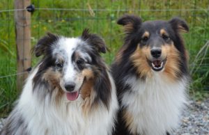 Hunde sitzen im Gras Hunde sitzen im Gras