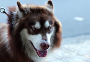 Hund guckt böse Hund guckt böse
