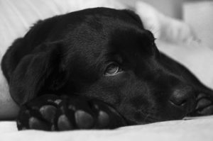 Hund liegt entspannt auf der Decke Hund liegt entspannt auf der Decke