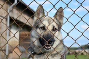 Hund ist eingesperrt Hund ist eingesperrt
