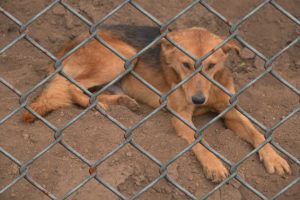 Hund sitzt traurig hinter einen Gitterzaun Hund sitzt traurig hinter einen Gitterzaun