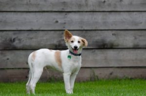 Hund guckt frech Hund guckt frech