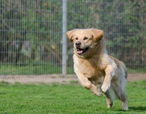 Hund kommt angesprungen Hund kommt angesprungen