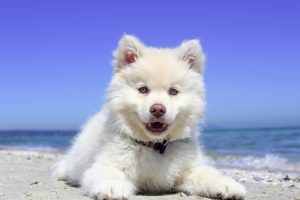 Junger Hund am Strand Junger Hund am Strand