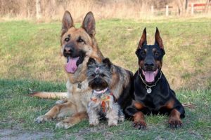 3 Hunde sitzen entspannt im Gras 3 Hunde sitzen entspannt im Gras