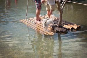 Hund auf dem Floss mit 2 Männer Hund auf dem Floss mit 2 Männer
