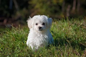 kleiner Hundewelpe auf der Wiese kleiner Hundewelpe auf der Wiese