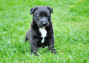Hundewelpe im Gras Hundewelpe im Gras