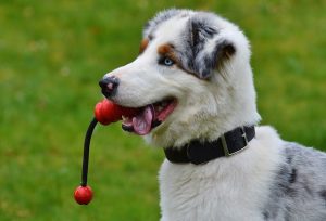 Hund hat Spielzeug im Maul Hund hat Spielzeug im Maul