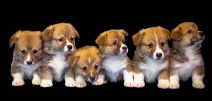 6 kleine Hundewelpen 6 kleine Hundewelpen