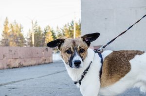 Hund an der Leine guckt Hund an der Leine guckt