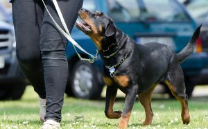 Hund an der Leine mit Blick zum Herrchen Hund an der Leine mit Blick zum Herrchen