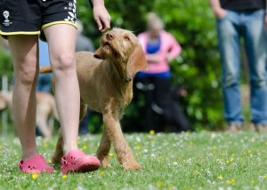 Hund folgt seinen Besitzer Hund folgt seinen Besitzer