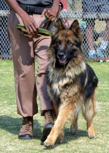 Hund läuft neben sein Herrchen Hund läuft neben sein Herrchen