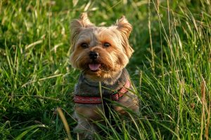 Kleiner Welpe im Gras Kleiner Welpe im Gras