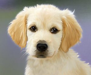 Hundewelpe Hundewelpe