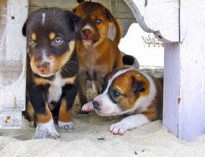 3 Hundewelpen unter einem Holzschutz 3 Hundewelpen unter einem Holzschutz