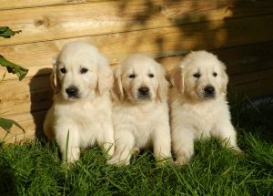 3 kleine Hundewelpen am Zaun 3 kleine Hundewelpen am Zaun