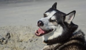 Hund bellt sein Herrchen an Hund bellt sein Herrchen an