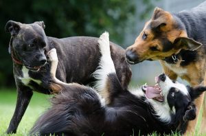Drei Hunde die aufeinander losgehen Drei Hunde die aufeinander losgehen