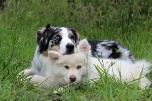 Zwei Hunde auf der Wiese Zwei Hunde auf der Wiese