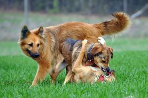 Drei Hunde, zwei kämpfen mit einander Drei Hunde, zwei kämpfen mit einander