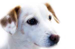 Hunde brauchen Menschen - Hund guckt freudig - Deine Hundehilfe