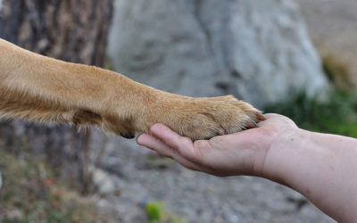 Umgang mit Hunden richtig lernen – Expertentipps für ein besseres Zusammenleben