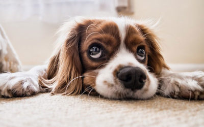 Umgang mit unsicheren Hunden lernen: Soforthilfe durch richtiges Verständnis