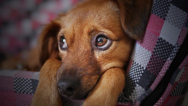 Hunde verstehen lernen – das Einmaleins der Körpersprache