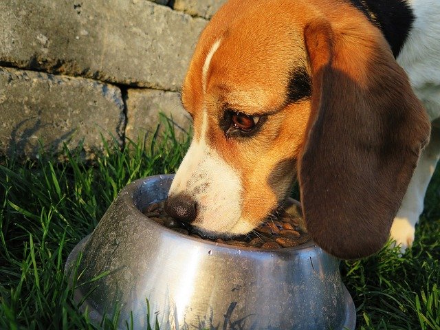 Futtermittelunverträglichkeiten bei Hunden: Was tun?