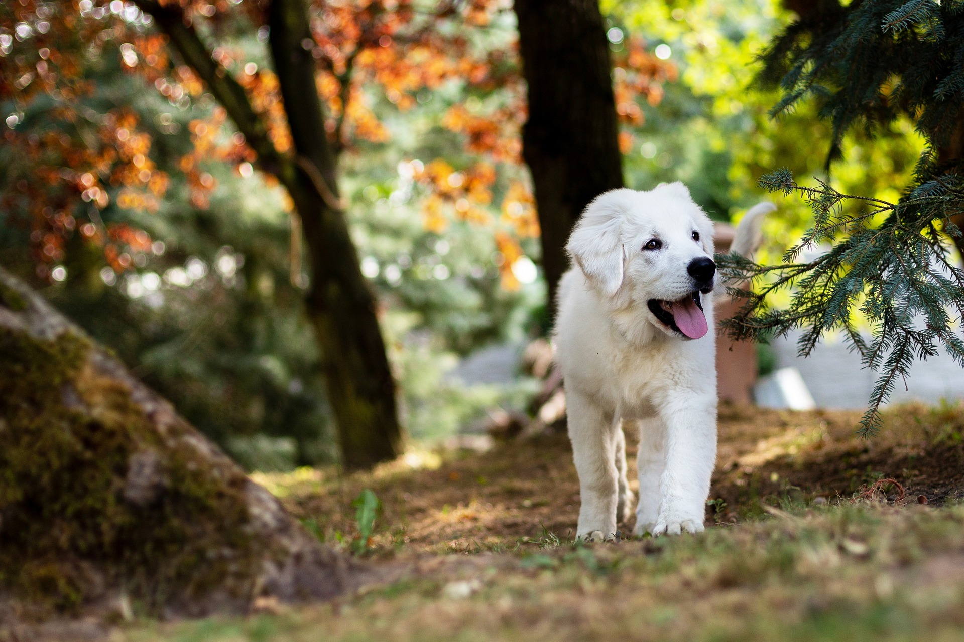 Warum hechelt mein Hund? Gründe, Tipps und Anregungen