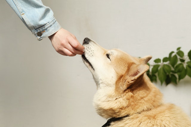 Hund frisst aus der Hand seines Herrchens