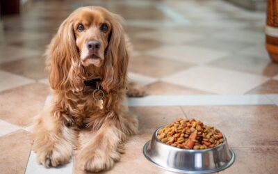 Zwischen Marken und Probierpaketen: So finden Sie das perfekte Hundefutter